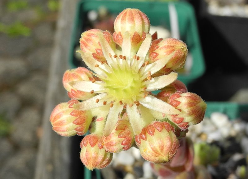 herfriedianum from Yusufeli-Sarigöl, 1350m
