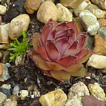 Colum