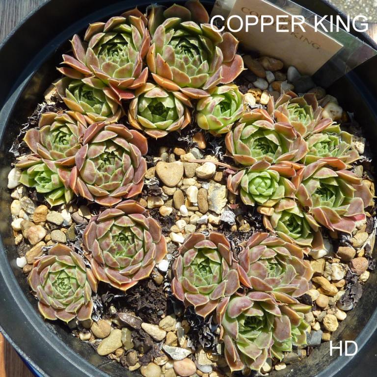 Copper King / Jovi