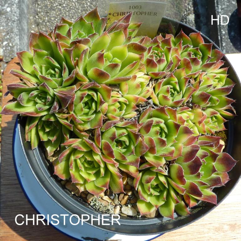 Christopher / Jovi
