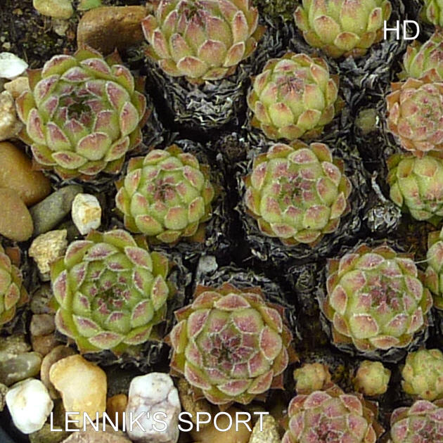Lennik's Sport