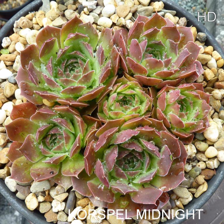Korspel Midnight / Jovi