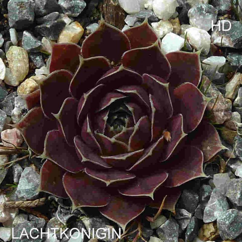 Lachtkonigin / Jovi
