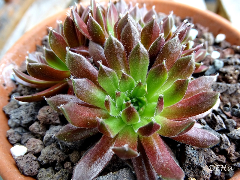 Lustrous