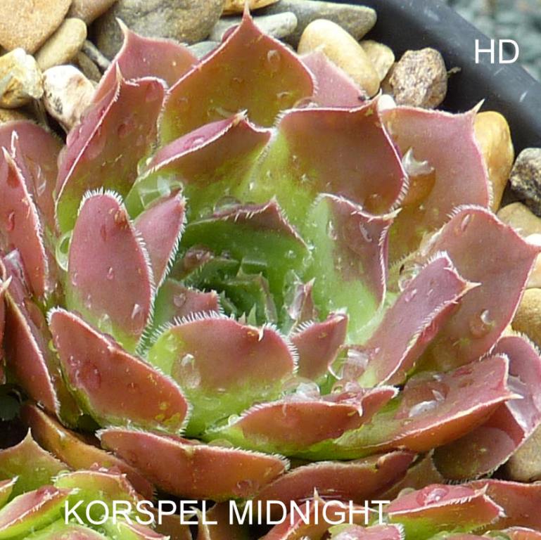 Korspel Midnight / Jovi