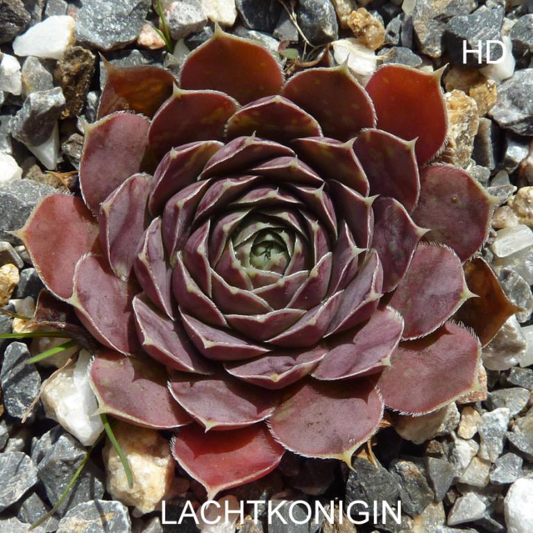 Lachtkonigin / Jovi