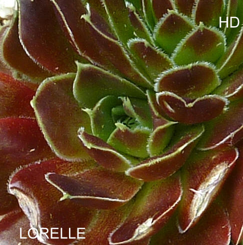 Lorelle / Jovi