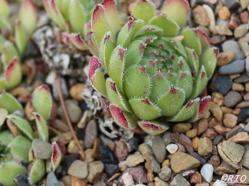 tectorum var. arvernense (italicum)