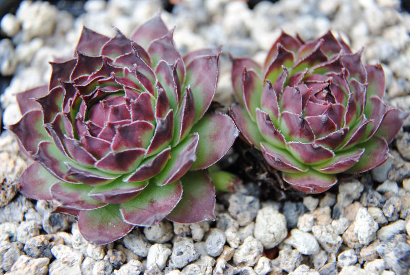 tectorum var. arvernense (italicum)