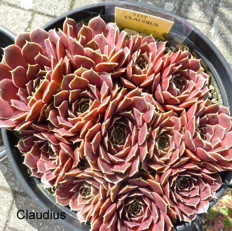 Claudius / Jovi