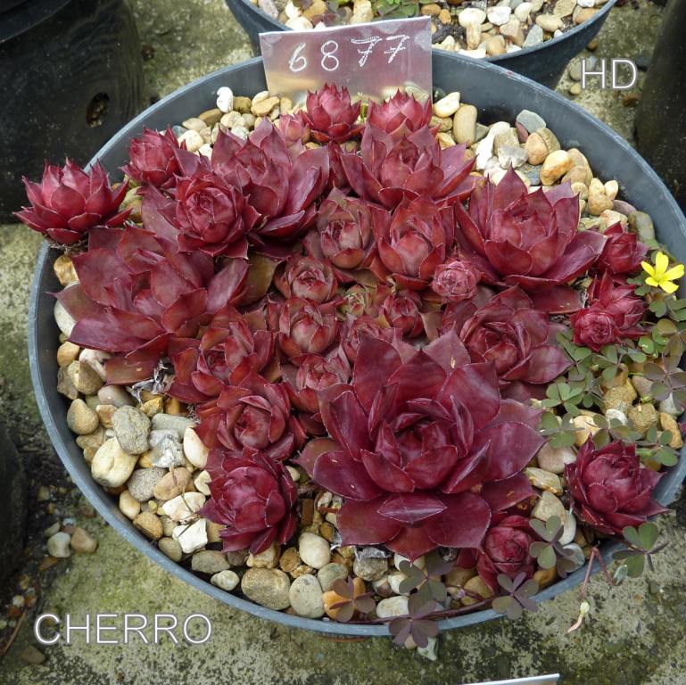 Cherro
