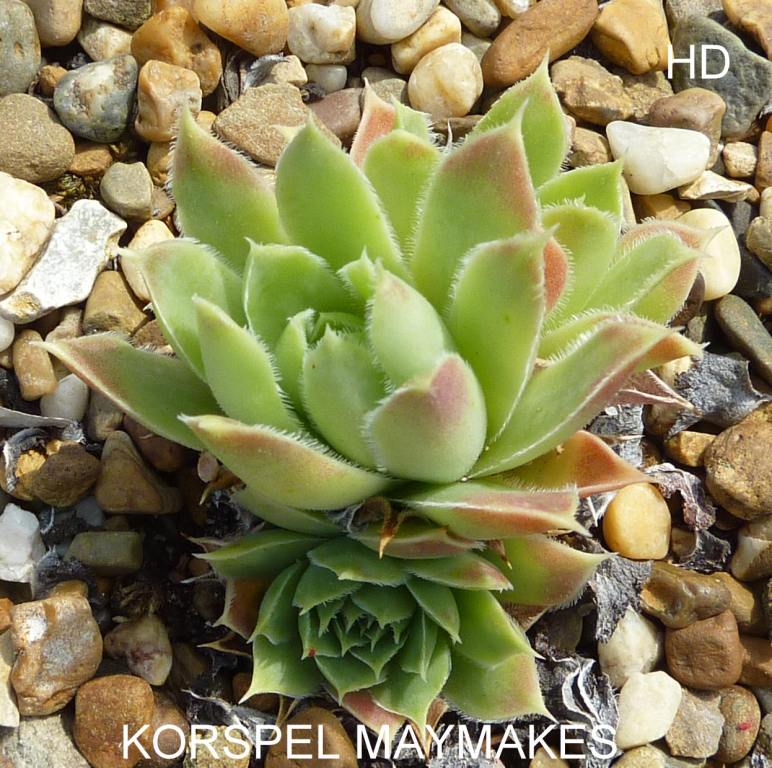 Korspel Maymakes / Jovi