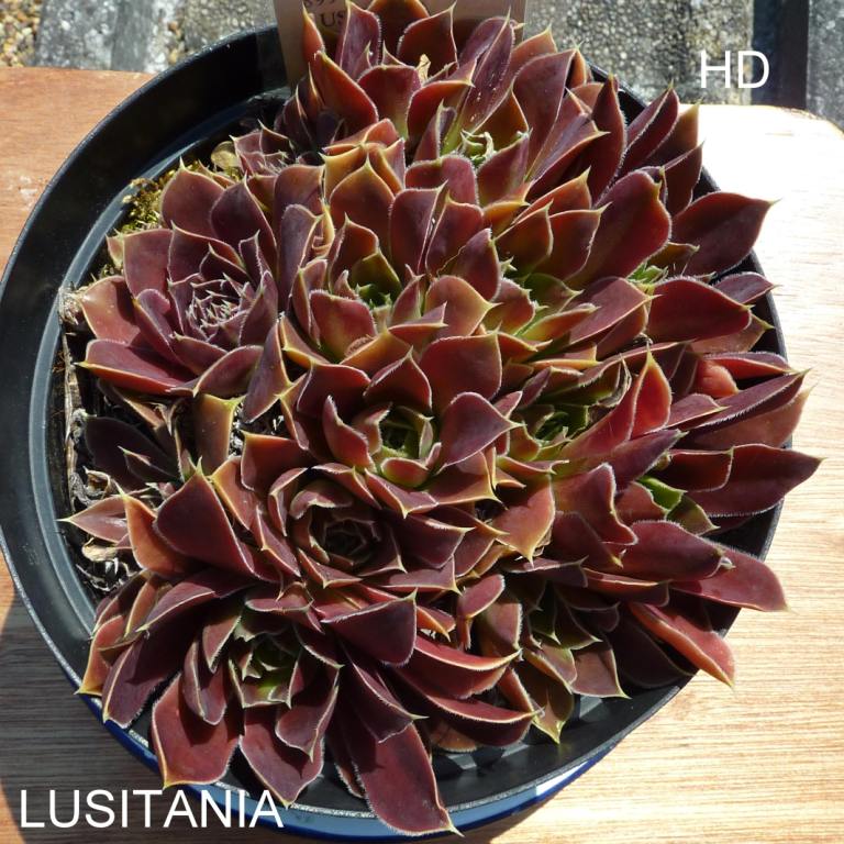 Lusitania / Jovi