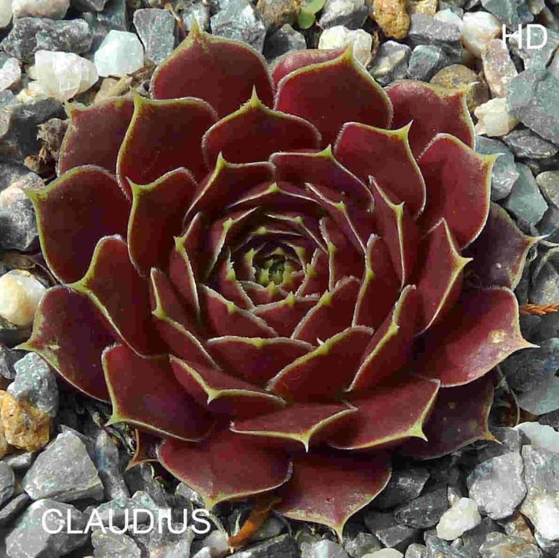 Claudius / Jovi