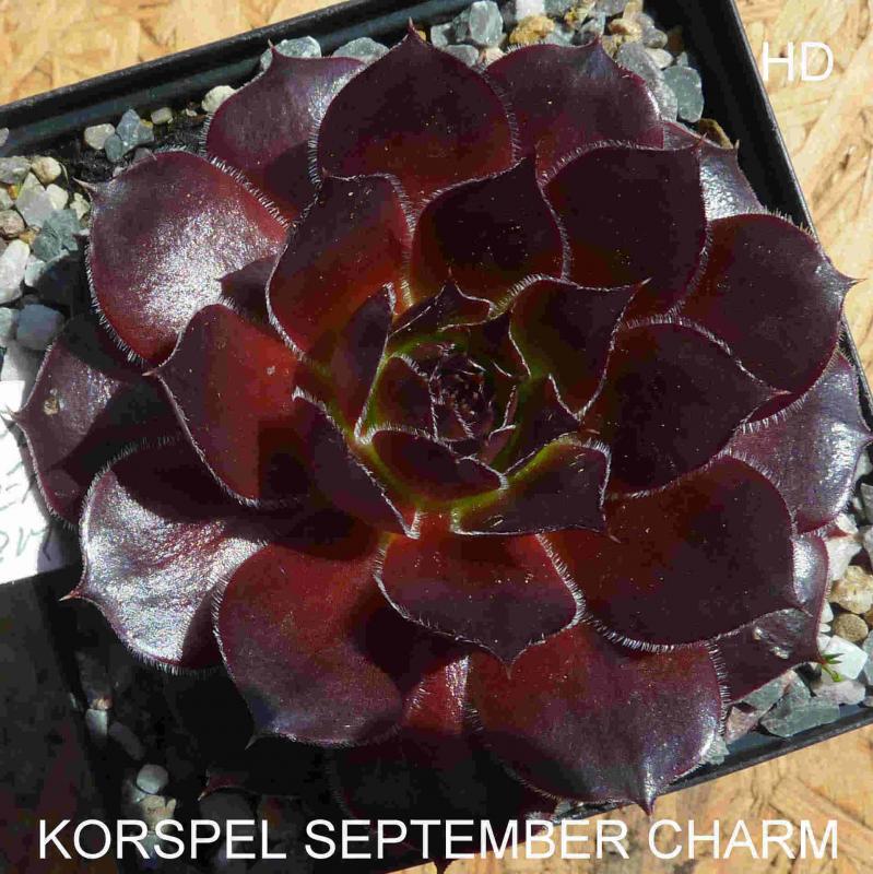 Korspel Septembercharm / Jovi