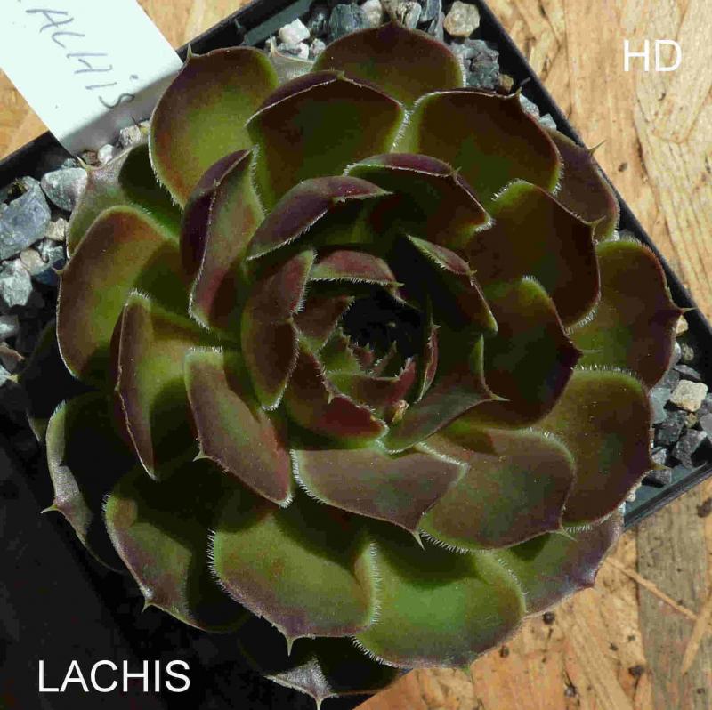 Lachis / Jovi