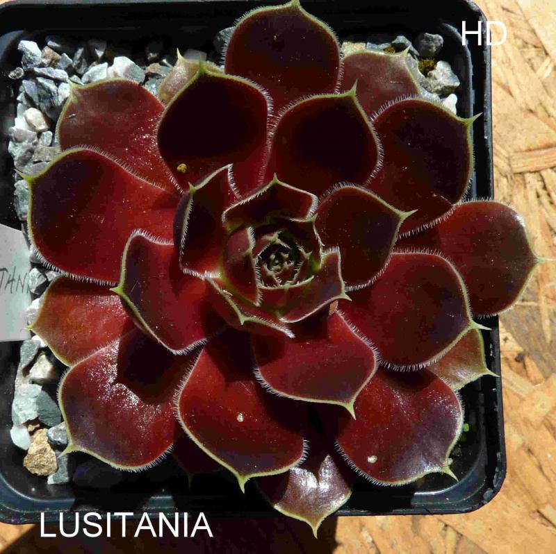 Lusitania / Jovi