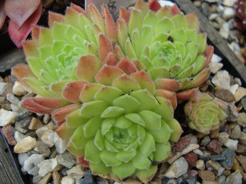 Lennik's Glory No. 4
