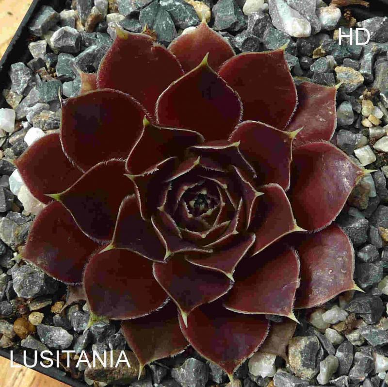 Lusitania / Jovi