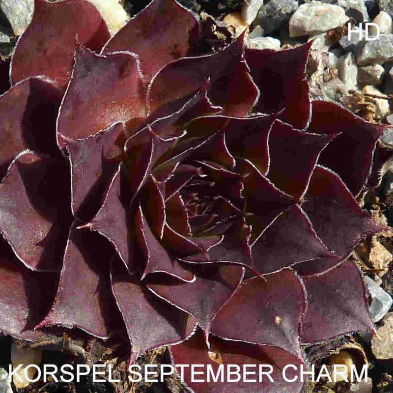 Korspel Septembercharm / Jovi