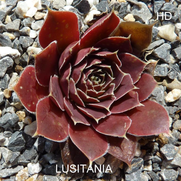 Lusitania / Jovi