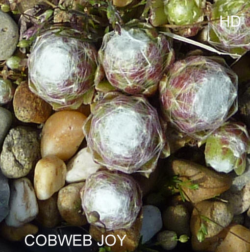 Cobweb Joy