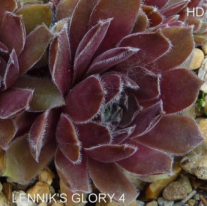 Lennik's Glory No. 4
