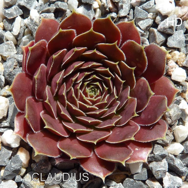 Claudius / Jovi