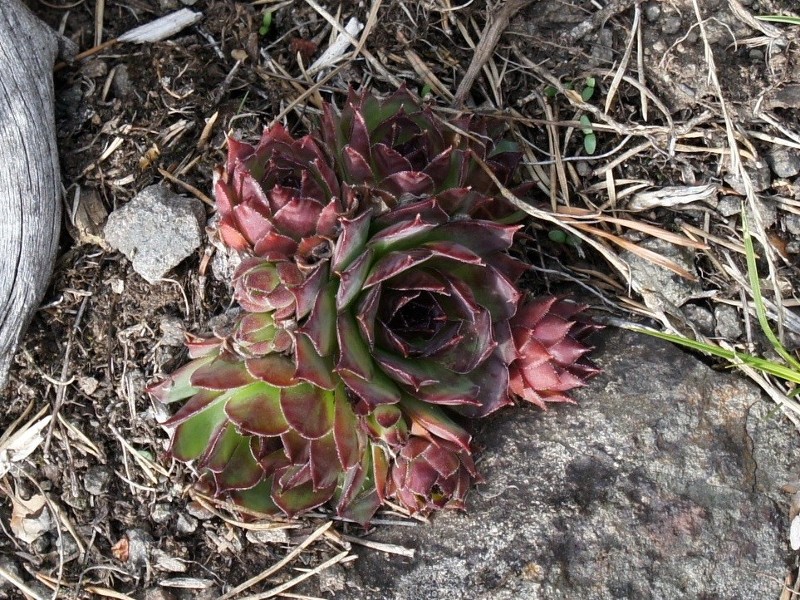 tectorum var. tectorum from Villnösstal (bei St. Jakob)