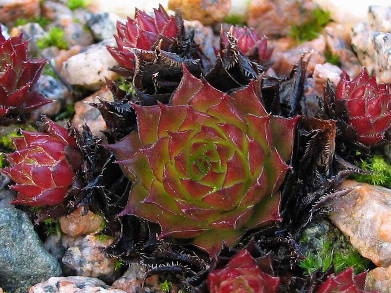 tectorum var. tectorum (juratense)