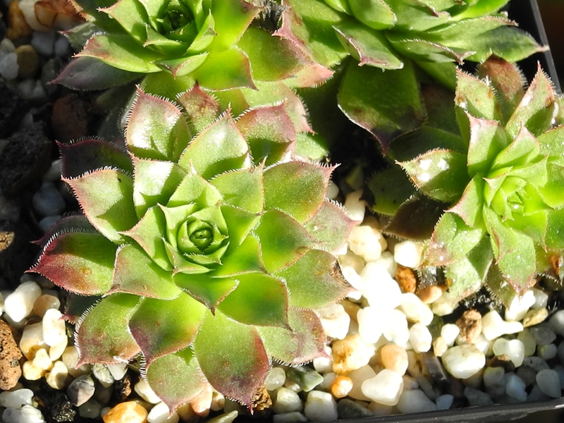 tectorum var. tectorum (juratense)