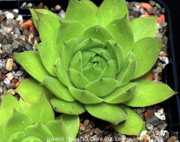 wulfenii ssp. juvanii from Donačka gora