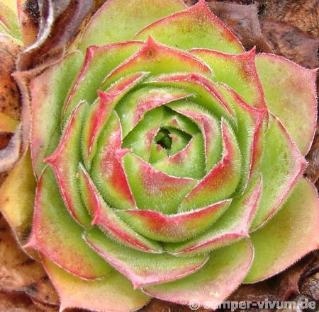 wulfenii ssp. juvanii