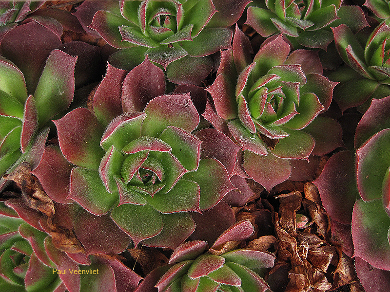 wulfenii ssp. juvanii