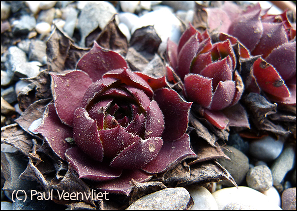 wulfenii ssp. juvanii