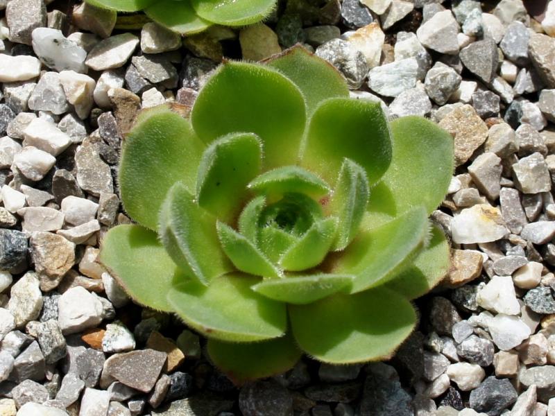 wulfenii ssp. juvanii from Donačka gora