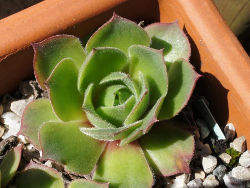 wulfenii ssp. juvanii from Donačka gora