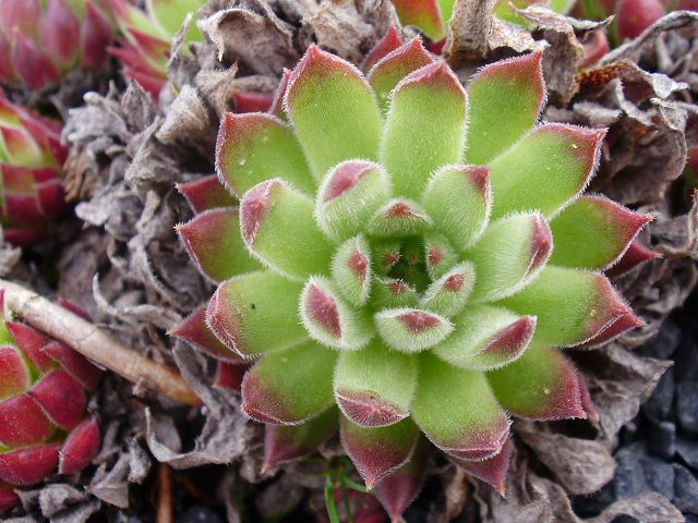 marmoreum ssp. reginae-amaliae (angustissimum)
