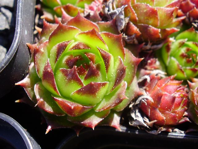 tectorum var. tectorum (clusianum)