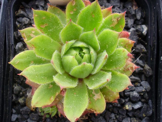wulfenii ssp. juvanii