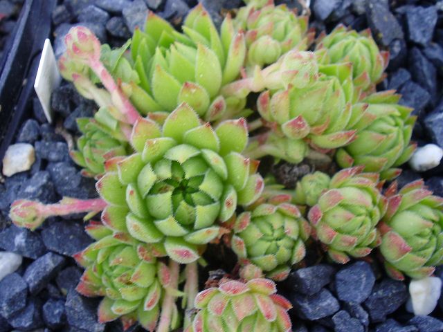 marmoreum ssp. reginae-amaliae (macedonicum)