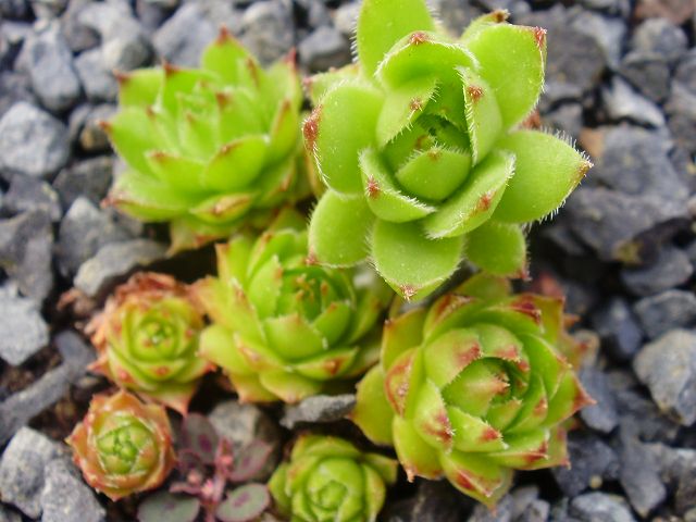 marmoreum ssp. marmoreum (balcanicum)