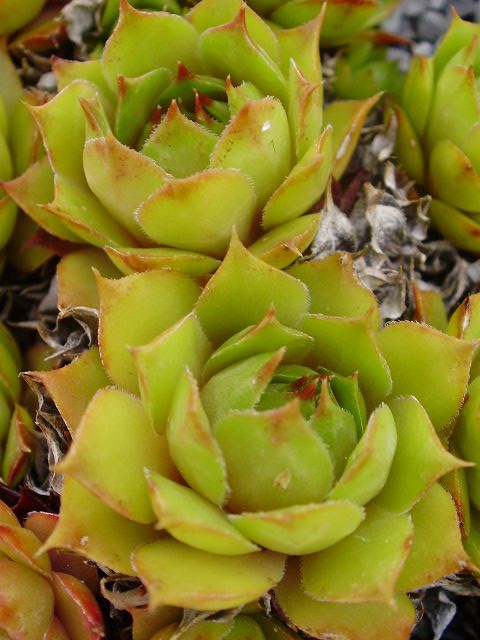 tectorum var. tectorum (boutignyanum)
