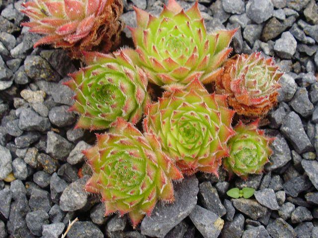 tectorum var. arvernense (italicum)