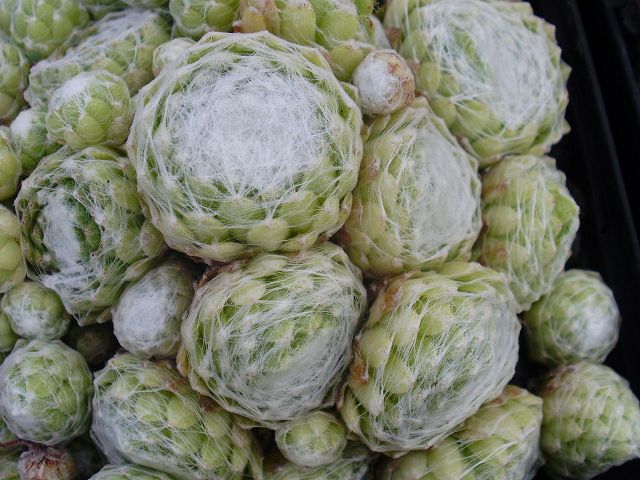 Dame Blanche
