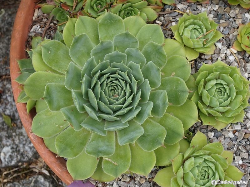 tectorum var. tectorum (decoloratum) from Culoz