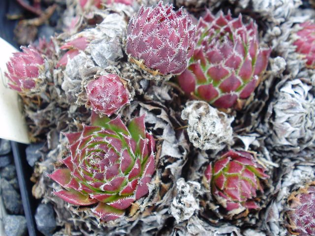 thompsonianum