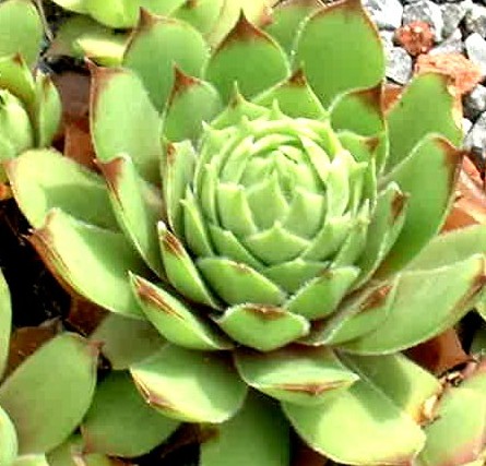 Lurene