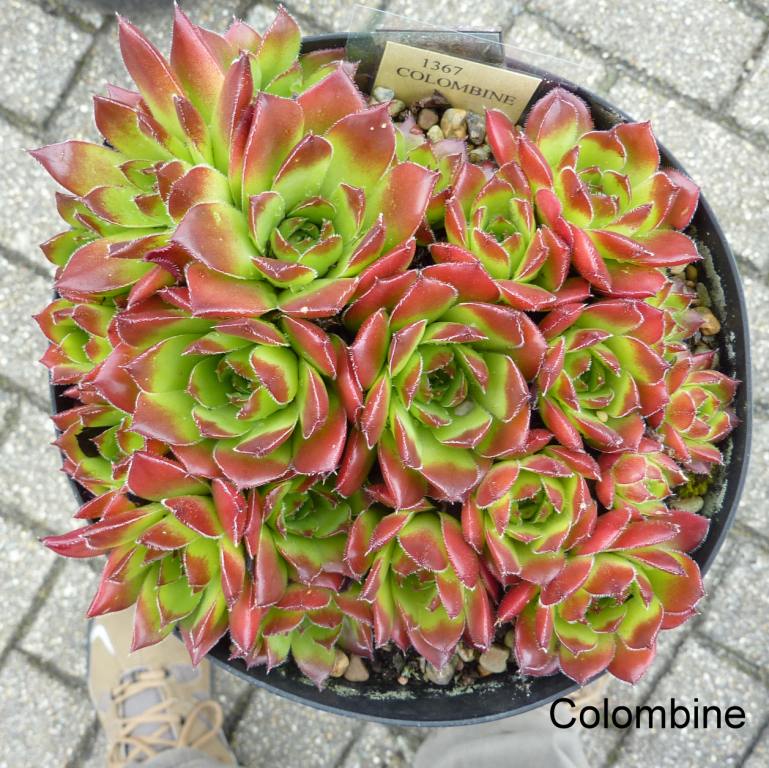 Colombine / Jovi