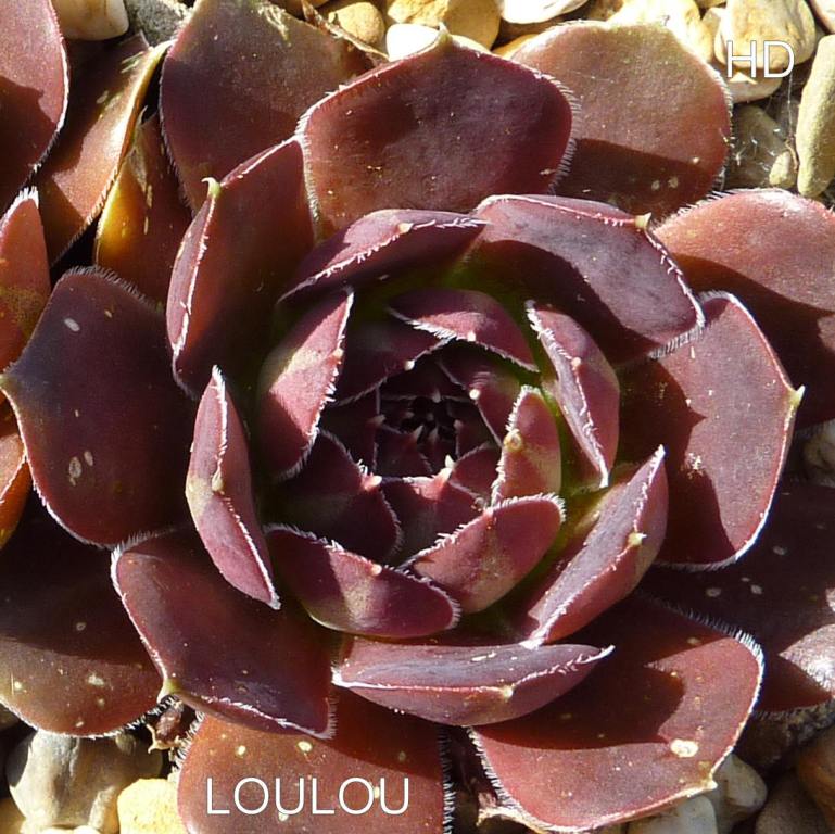 Loulou / Jovi